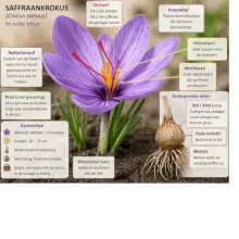 Saffraanpaspoort